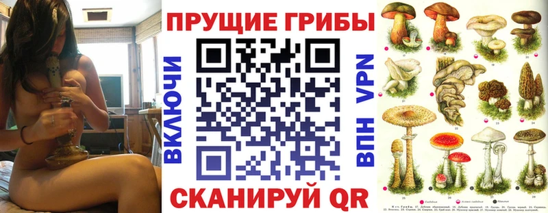 площадка состав  Лысково  Псилоцибиновые грибы Psilocybe 